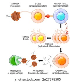 Processo de ativação de células B. Imunidade humoral. Ativação dependente da célula T. Imunidade adaptativa. Ilustração vetorial. Cartaz médico. Diagrama esquemático