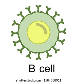 B Cell in Cartoon Style vector illustration for Fliers Banners Posters Ad Web Pages.