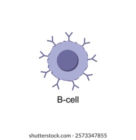 B cell, cells of adaptive immune system. leukocytes, B-lymphocyte icon. Vector illustration.