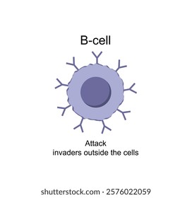 B cell, cells of adaptive immune system. leukocytes, B-lymphocyte icon. Vector illustration.
