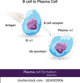 B Cell To Plasma Cell Differentiation Upon Antigen Binding To B Cell Receptor Vector Illustration Eps