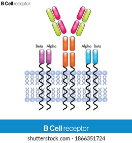 	
B Cell Receptor Molecular Structure Vector Design Illustration Eps	
