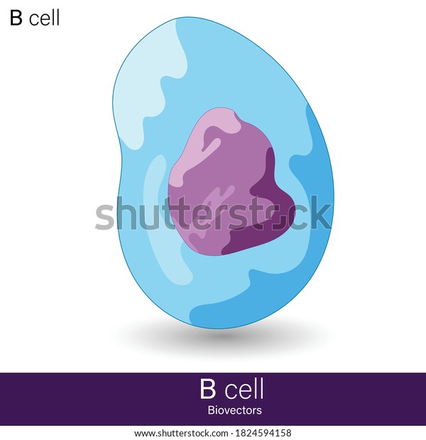 B Cell Structure B Cell Function Stock Vector (Royalty Free) 1824594158