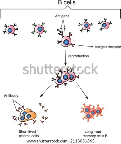  B cells are at the centre of the adaptive humoral immune system and are responsible for mediating the production of antigen-specific immunoglobulin (Ig) directed against invasive pathogens 