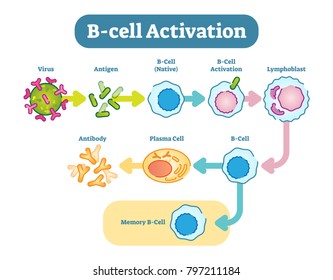 B Cells Known B Lymphocytes Type Stock Vector (Royalty Free) 797211184 ...