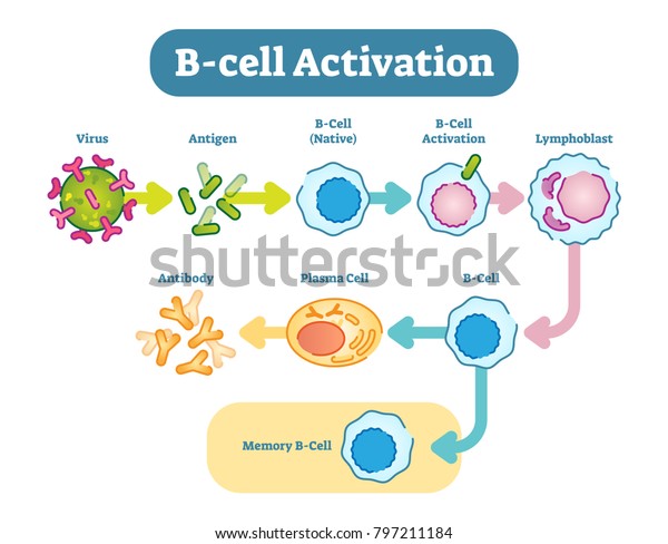 B Celler Ogsa Kendt Som B Lymfocytter Er Lagervektor Royaltyfri 797211184