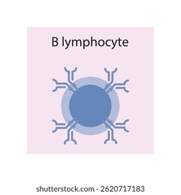 Schematische Darstellung von B-Lymphozyten. Biologisches einfaches Diagramm, das die Immun-Sell-Struktur zeigt.