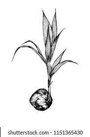 babies coconut tree hand drawn on white background