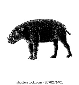 babirusa hand drawing vector illustration isolated on white background