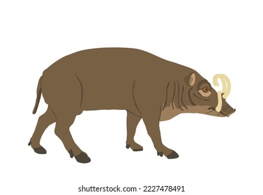 Babirusa vector illustration isolated on white background. Deer pig animal. Babyrussa pig deer.
