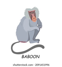 Baboon, African animal. Vector illustration isolated on white background.