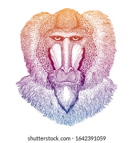 Baboon, ape, monkey. Hand drawn illustration for tattoo, emblem, badge, logo, patch t-shirt.
