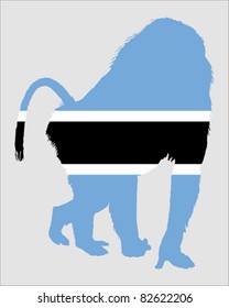 Baboon botswana