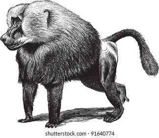 Baboon (Cynocephalus Hamadryas) - Imagen vintage de Meyers Konversations-Lexikon 1897