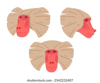 Baboon face with three views front, side, and angled highlighting unique facial features. Ideal for educational purposes, wildlife themes, or animal designs. Vector illustration.