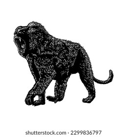 baboon hand drawing vector isolated on white background.