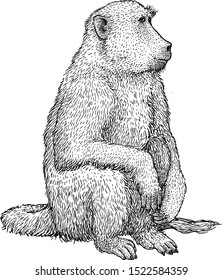 Baboon illustration, drawing, engraving, ink, line art, vector