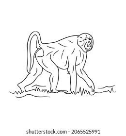 baboon line art, baboon line drawing, baboon outline drawing,illustrations