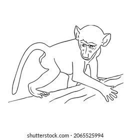 baboon line art, baboon line drawing, baboon outline drawing,illustrations