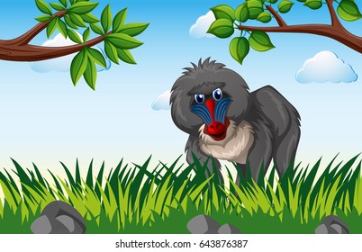 Baboon living in the forest illustration