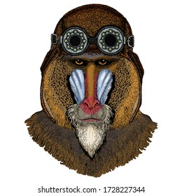 Baboon, monkey, ape. Head, portrait of animal. Aviator flying leather helmet with googles.