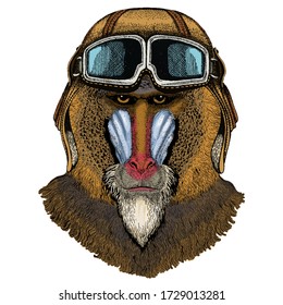 Baboon, monkey, ape. Head, portrait of animal. Vintage aviator helmet with googles.