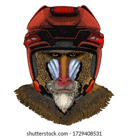 Baboon, monkey, ape. Head, portrait of animal.