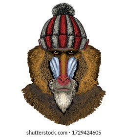 Baboon, monkey, ape. Head, portrait of animal. Knitted wool winter hat.