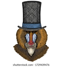 Baboon, monkey, ape. Head, portrait of animal. Cylinder hat.