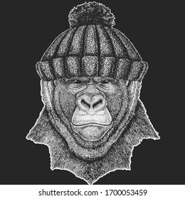 Baboon, monkey, ape. Winter knitted hat. Head, portrait of animal.