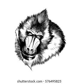 baboon monkey head sketch vector