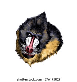 baboon monkey head vector color drawing