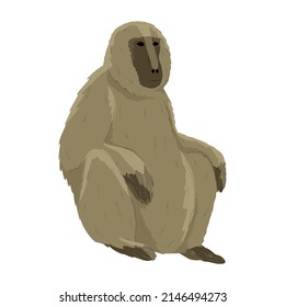 Baboon Papio cynocephalus sitting. Animals of Africa. realistic vector animal