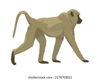 El Baboon Papio cynocephalus camina sobre cuatro patas. Animales de África. Animal vector realista