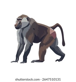 Baboon vector illustration in side profile, full body on white background, 2D vector