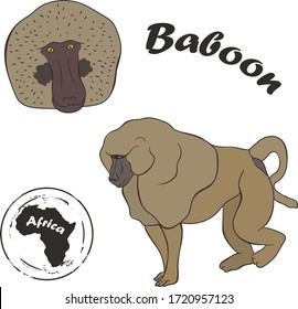 Baboon vector image isolated on white background. Yellow baboon in full growth and profile head realistic color design in minimal style. Animal of Africa. Baboon in the family of Old World monkeys.