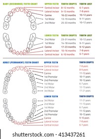 Baby Adult International Tooth Arrival Chart Stock Vector (Royalty Free ...