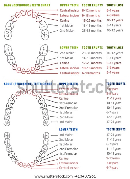 Human Teeth Chart