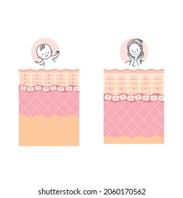 Baby And Adult Skin Description Skin Layer Skin