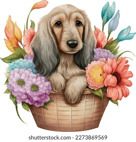 Baby Afghan Hound Puppy in Flower Basket.