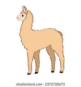 Baby alpaca on white background