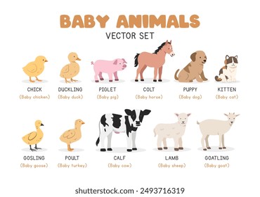 Baby animals vector illustration set. Young domestic animals cartoon clipart set in flat style. Puppy, kitten, piglet, duckling, chick, lamb, calf, colt, gosling, goatling, poult flat vector design