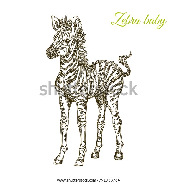 Download Baby Animals Wild Zebra Vintage Style Stock Vector Royalty Free 791933764
