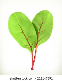 Baby beetroot leaves, vector illustration