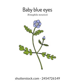 Baby blue eyes or babys-blue-eyes (Nemophila menziesii), ornamental plant. Hand drawn botanical vector illustration