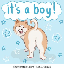 baby it's a boy greeting card with furry cute cartoon dog, funny pet akita on blue background with stars, editable vector illustration for decoration, banner or poster