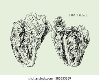 Baby Cabbage. Vector hand drawn vegetables isolated .