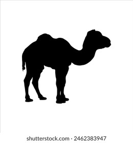 Baby camel silhouette isolated on white background. Baby camel icon vector illustration design.