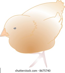 Baby Chick