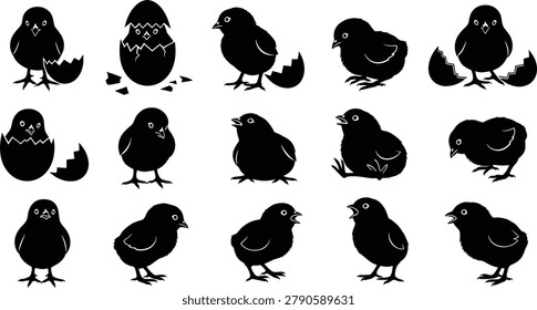 Baby chick silhouette collection with hatching standing cute bird poses